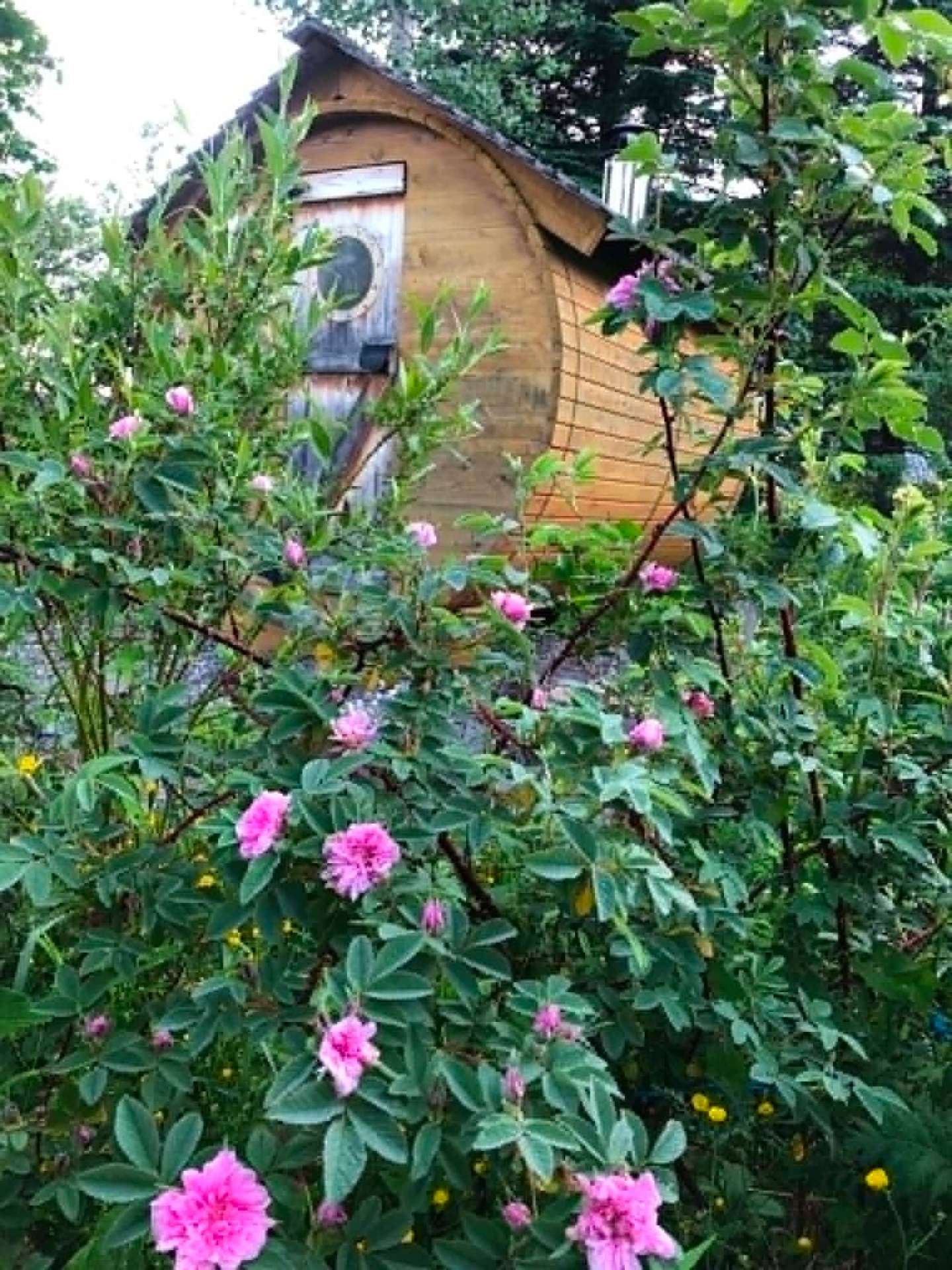 Sauna baril en cèdre entouré de rosiers en fleurs