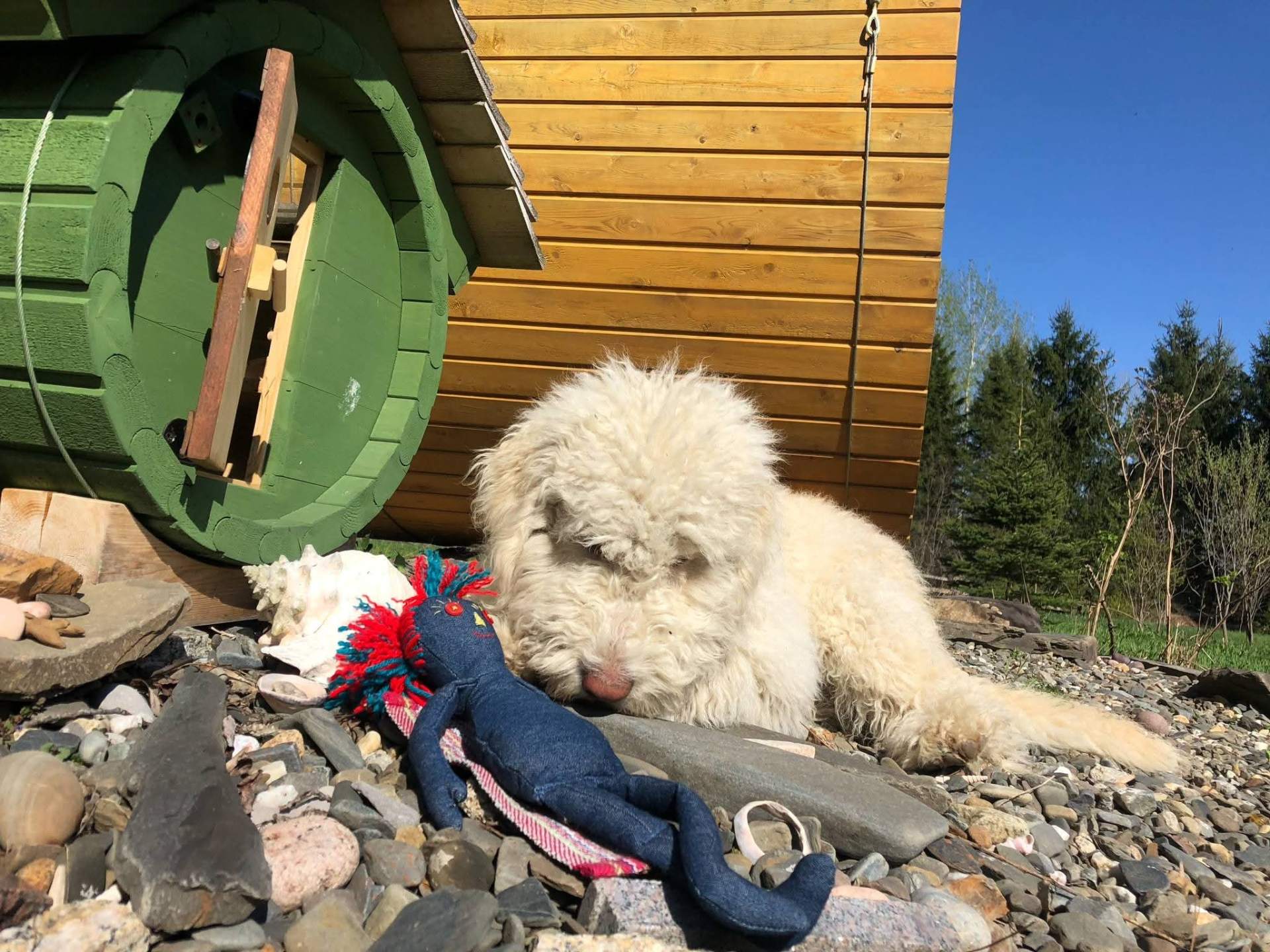 Chien devant un sauna vert au printemps