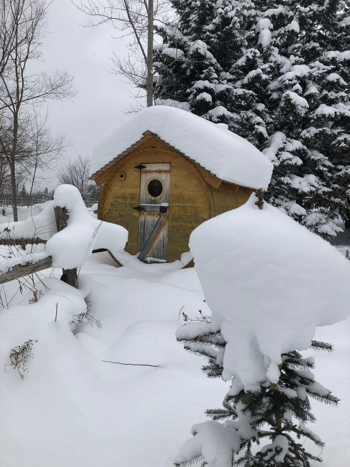 Sauna baril du Québec en cèdre blanc recouvert de neige — hiver en Estrie